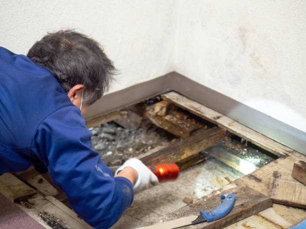 Best Home Mold Removal  in North Hornell, NY