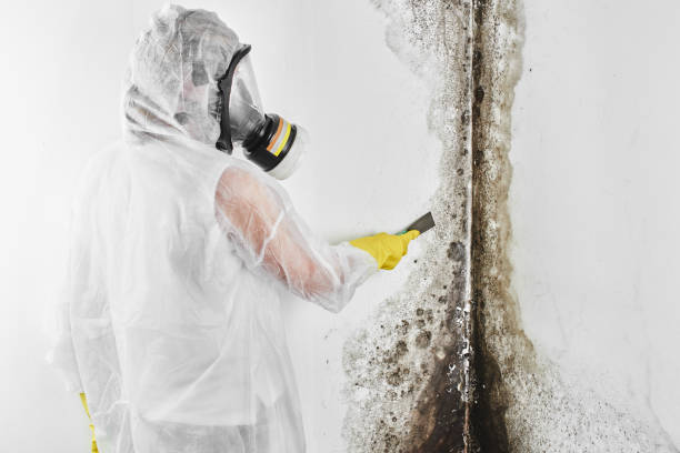 Mold Removal Process in North Hornell, NY