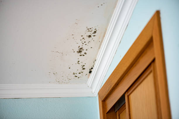 Best Mold Remediation Experts  in North Hornell, NY