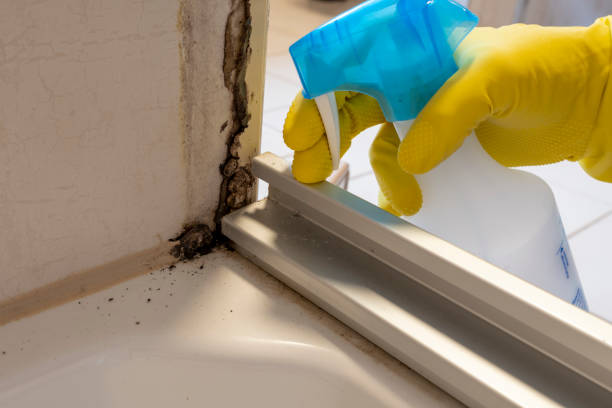  North Hornell, NY Mold Removal Pros