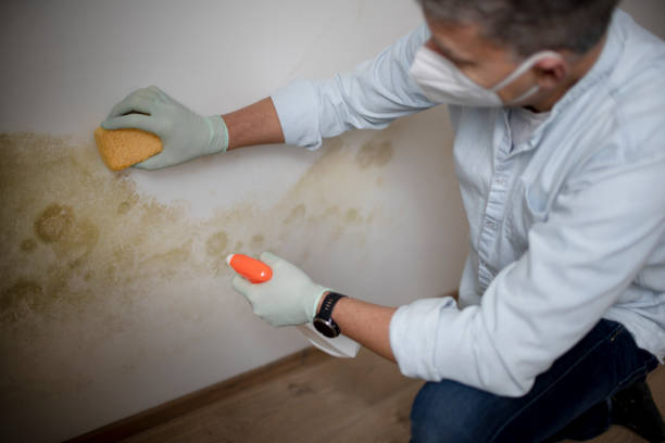 Best Local Mold Removal Service  in North Hornell, NY