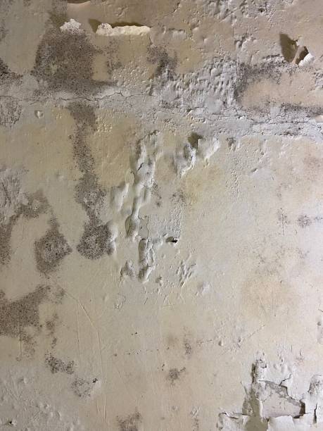 Best Mold Testing  in North Hornell, NY
