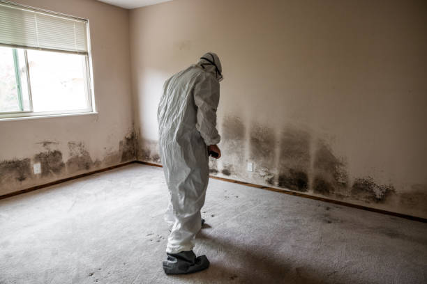 Best Mold Cleaning Services  in North Hornell, NY