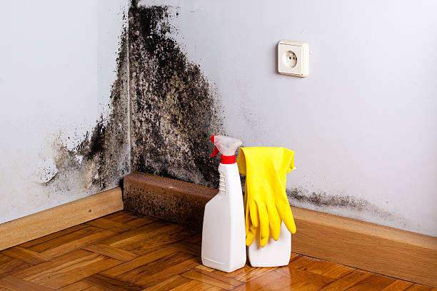 Best Same-Day Mold Removal  in North Hornell, NY