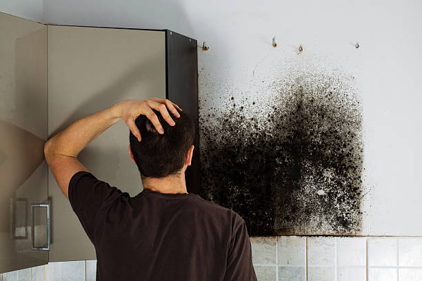 Best Black Mold Removal  in North Hornell, NY